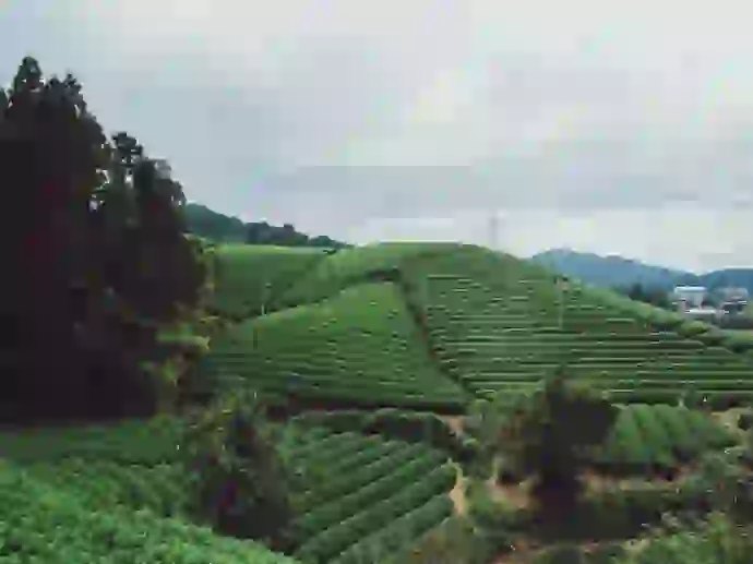 tea field near assam, darjeeling